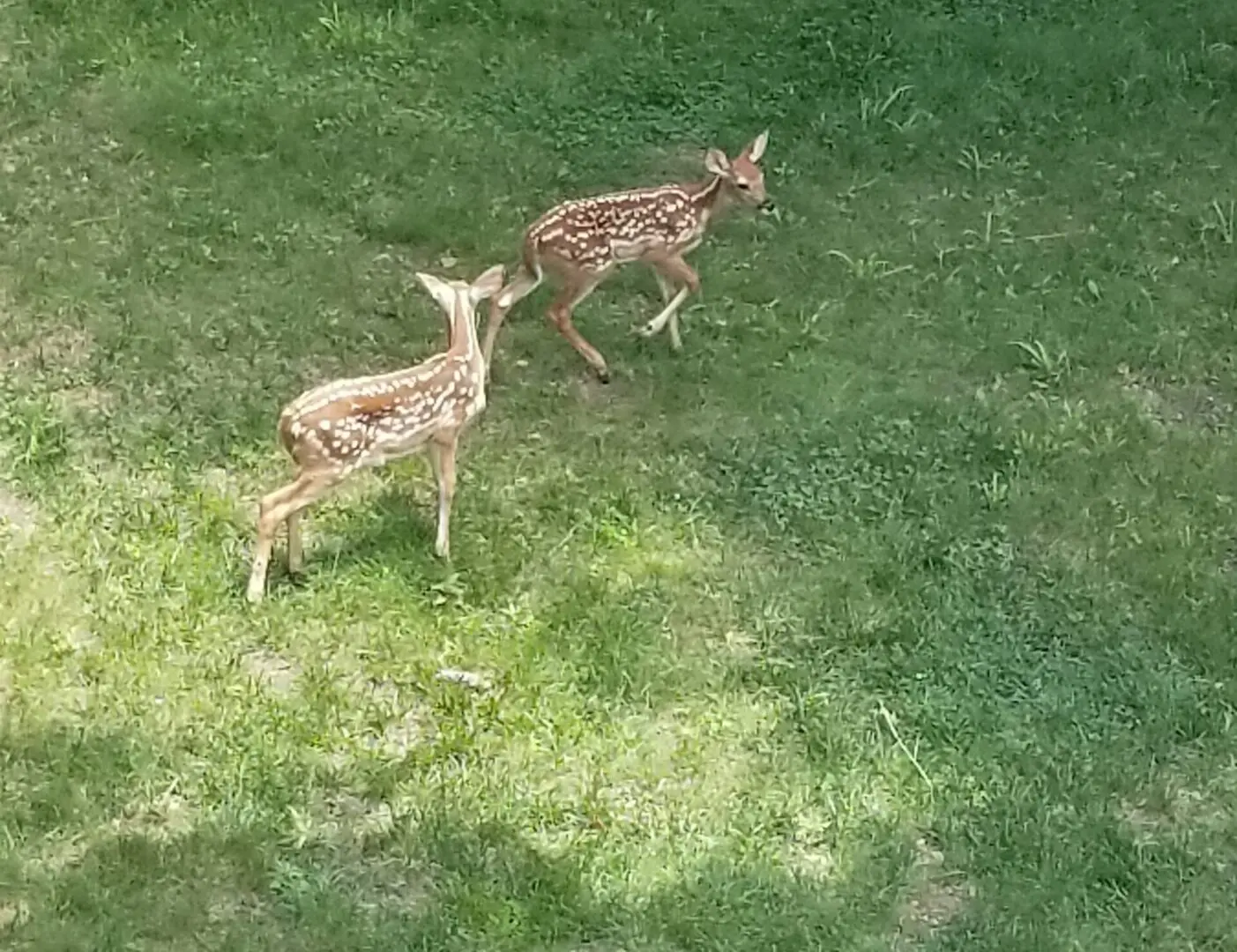 Two fawns