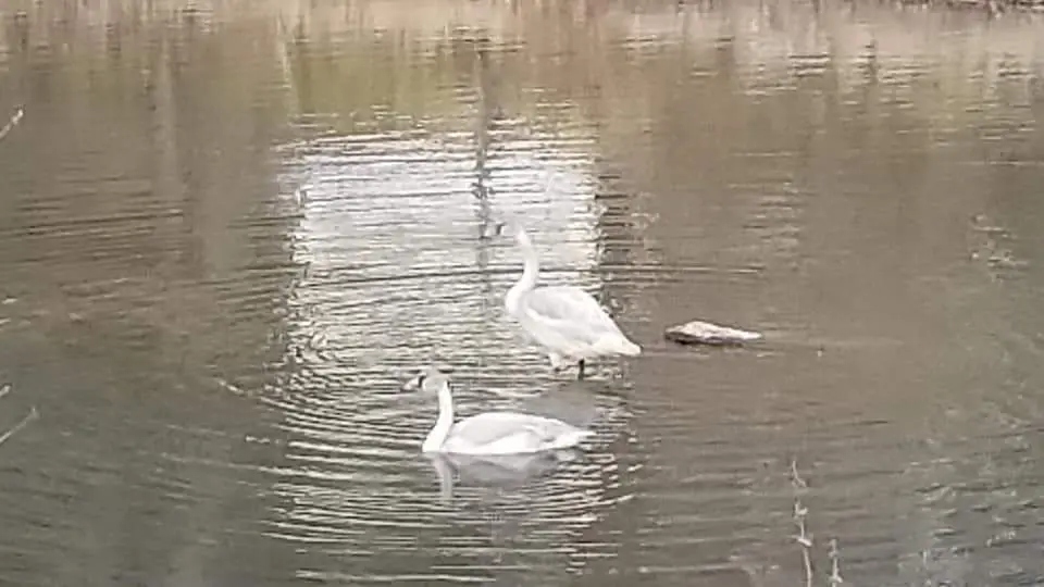 Two swans swimming in Lake Sherwood