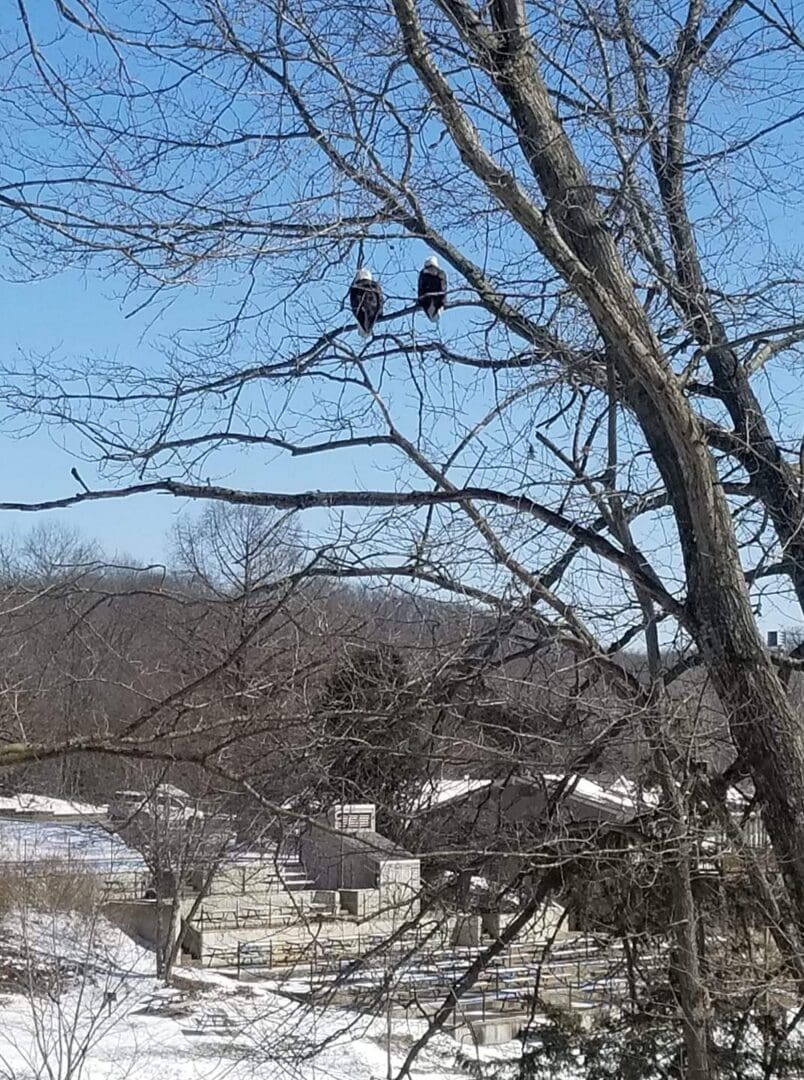 Two birds perched on a tree