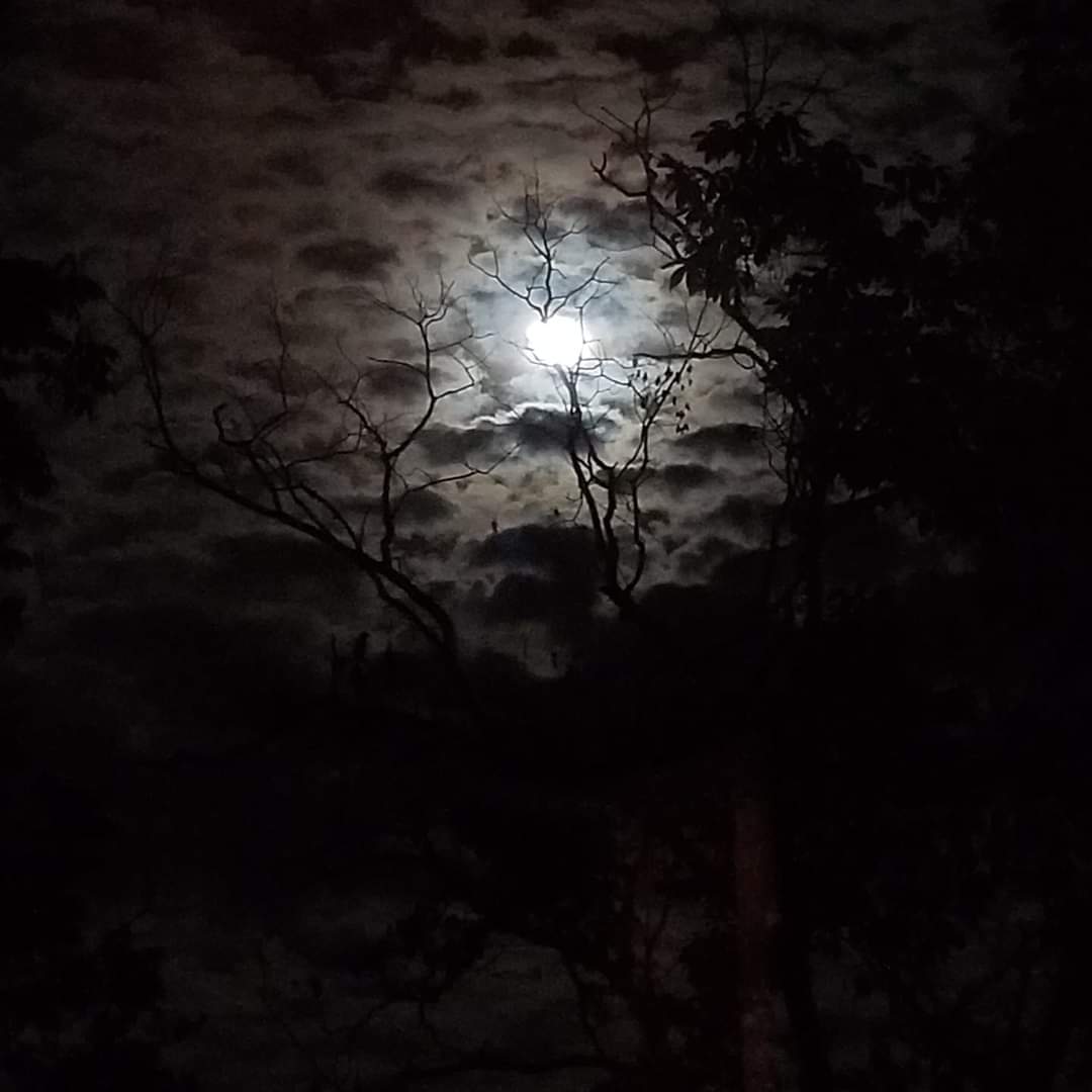 The woods during a full moon