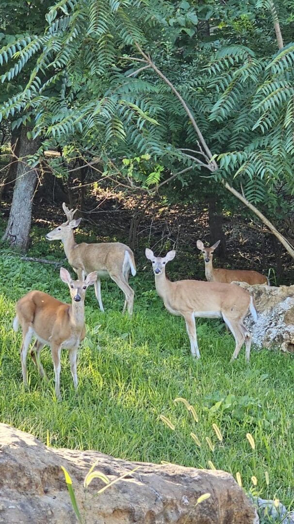 A group of deer standing in the grass near trees.